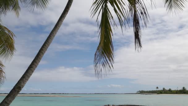 palmy s větrem na pláži u oceánu