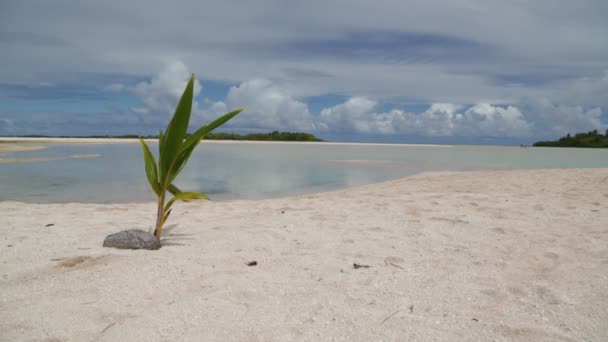 Okyanus Ayakın Sahilde Rüzgar Ile Palmiye Ağacı — Stok video