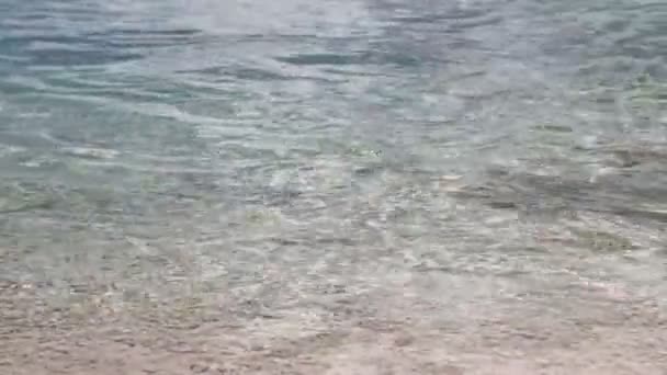 波利尼西亚海滩附近小鲨鱼游动的风景镜头 — 图库视频影像