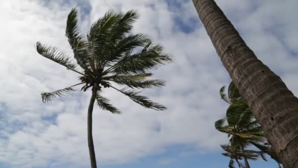 Palme Con Vento Sulla Spiaggia Vicino All Oceano — Video Stock