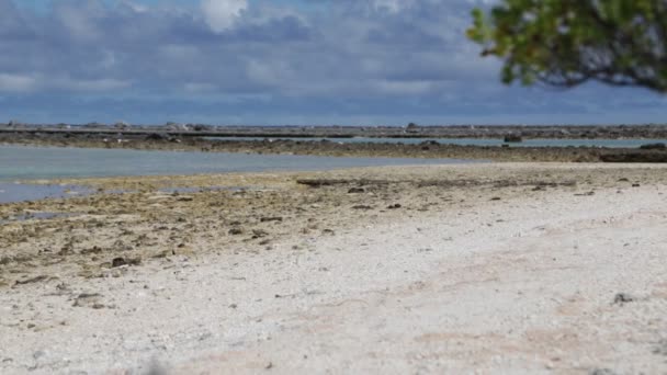 Vacker Kustlinje Med Sandy Ocean Beach — Stockvideo