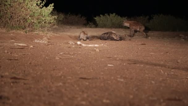 Turistas Alimentando Hienas Por Noche Etiopía África — Vídeo de stock