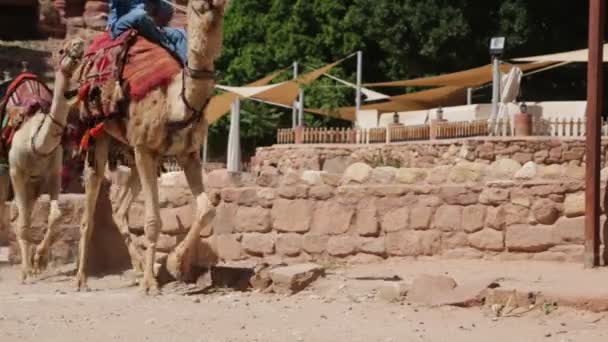 Petra Ürdün Yakınlarındaki Develer Üzerinde Insanlar — Stok video