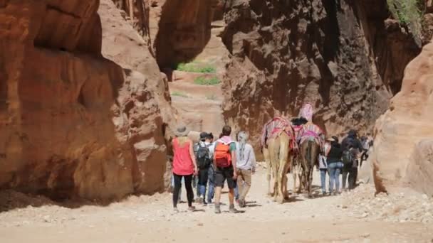 Gente Camellos Cerca Petra Jordan — Vídeo de stock