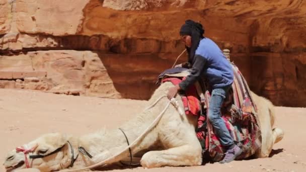 Beduin Turístico Camelo Petra Jordan — Vídeo de Stock