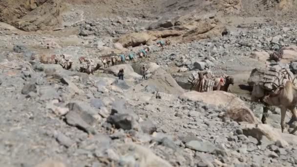 Etiopía Danakil Circa Enero 2018 Personas Identificadas Caravana Camellos Depresión — Vídeos de Stock