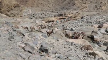 Etiyopya, Danakil - Ocak 2018 yaklaşık: kimliği belirsiz kişi ve deve kervan Tuz Gölü depresyon ve nehir 