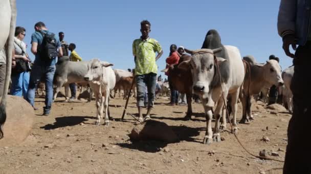 Etiopía Babile Circa Diciembre 2017 Personas Identificadas Mercado Las Vacas — Vídeos de Stock