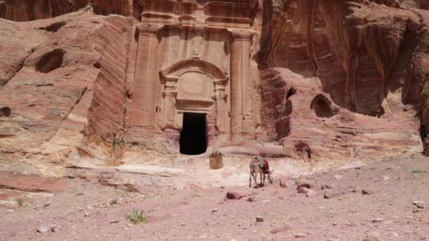 Antika Platsen För Petra Och Åsnan Jordanien — Stockvideo