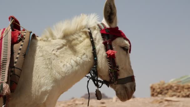 Footage Donkey Waiting Tourists Desert — Stock Video