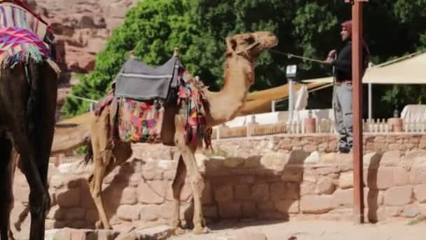 Τουριστική Αληθινούς Και Καμήλα Στην Petra Jordan — Αρχείο Βίντεο