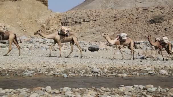 Äthiopien Danakil Januar 2018 Kamelkarawane Der Salzsee Senke Und Fluss — Stockvideo