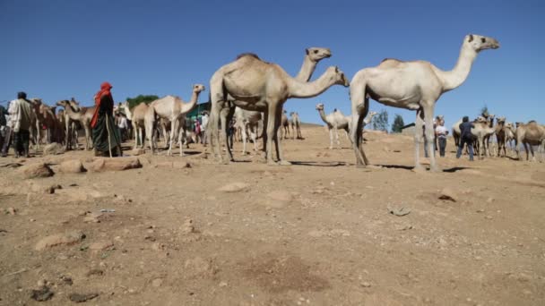 Etiyopya Babile Yaklaşık Aralık 2017 Dromedary Piyasadaki Ethiopia Tanımlanamayan Insanlarda — Stok video