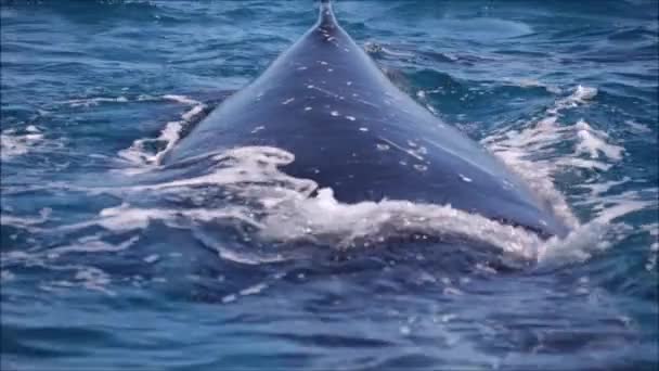 自由の概念のような海の自由なクジラ — ストック動画
