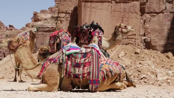 Kameler Nära Antika Platsen Petra Jordanien — Stockvideo