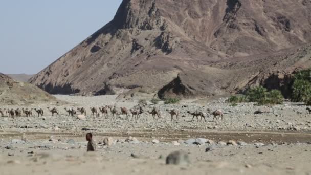 Etiopía Danakil Circa Enero 2018 Personas Identificadas Caravana Camellos Depresión — Vídeo de stock