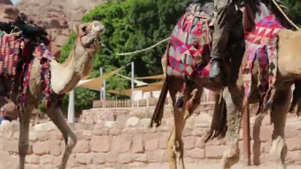Άνθρωποι Καμήλες Κοντά Στην Πέτρα Ιορδανία — Αρχείο Βίντεο