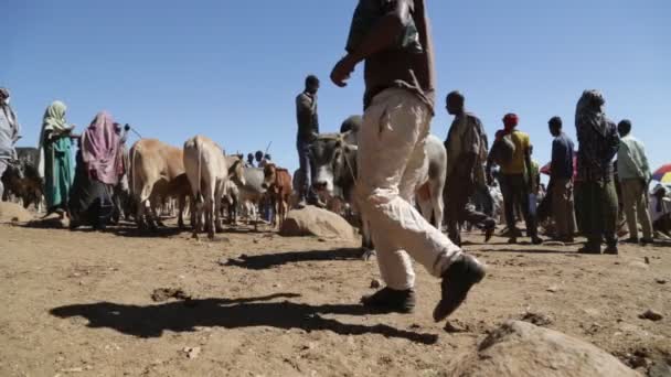 Ethiopië Babile Circa December 2017 Niet Geïdentificeerde Mensen Koe Markt — Stockvideo