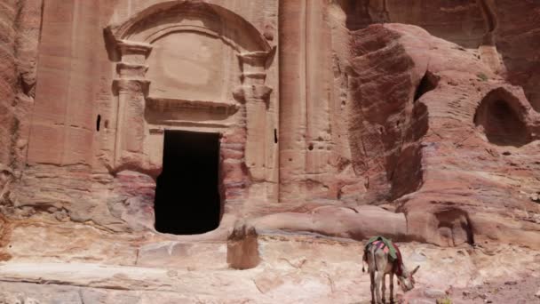 Burro Pie Cerca Sitio Antiguo Petra Jordania — Vídeos de Stock