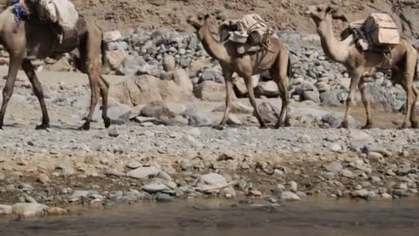 Äthiopien Danakil Januar 2018 Kamelkarawane Der Salzsee Senke Und Fluss — Stockvideo