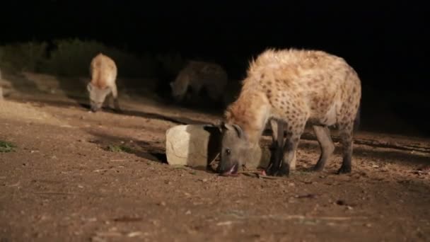 観光客は夜にエチオピア アフリカでハイエナを供給 — ストック動画