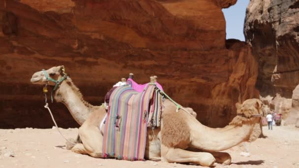 Καμήλες Κοντά Παλαιά Τοποθεσία Της Πέτρας Στην Ιορδανία — Αρχείο Βίντεο