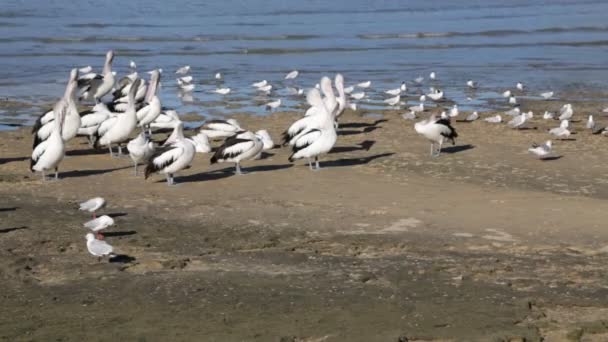 Стадо Пеликанов Берегу Океана Австралии — стоковое видео