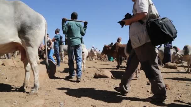 Etiopía Babile Circa Diciembre 2017 Personas Identificadas Mercado Las Vacas — Vídeos de Stock