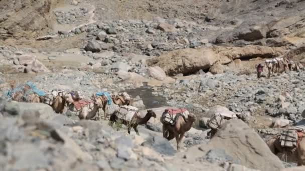 Onbekende Arbeider Kamelen Carovan Het Zoutmeer Depressie Rivier — Stockvideo