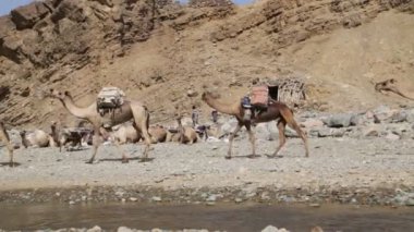 Etiyopya, Danakil - Ocak 2018 yaklaşık: kimliği belirsiz kişi ve deve kervan Tuz Gölü depresyon ve nehir 