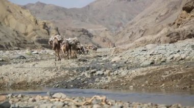 Etiyopya, Danakil - Ocak 2018 yaklaşık: kimliği belirsiz kişi ve deve kervan Tuz Gölü depresyon ve nehir 