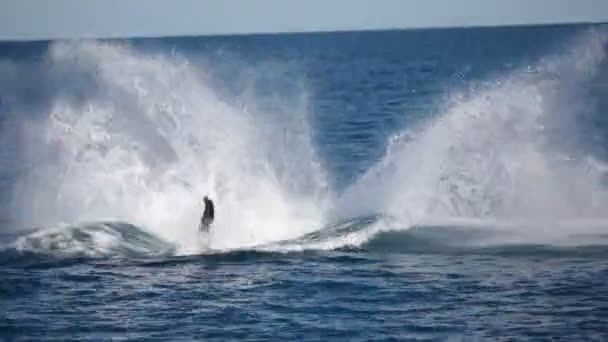 Ikan Paus Bebas Laut Seperti Konsep Kebebasan — Stok Video