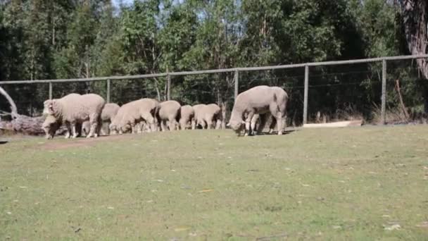 Austrália Fiel Ovelha Fazenda — Vídeo de Stock