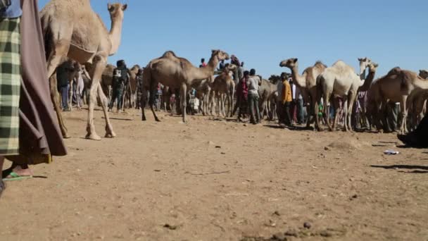 Ethiopië Babile Circa December 2017 Niet Geïdentificeerde Mensen Markt Van — Stockvideo