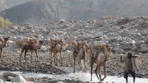 Etiopía Danakil Circa Enero 2018 Personas Identificadas Caravana Camellos Depresión — Vídeos de Stock