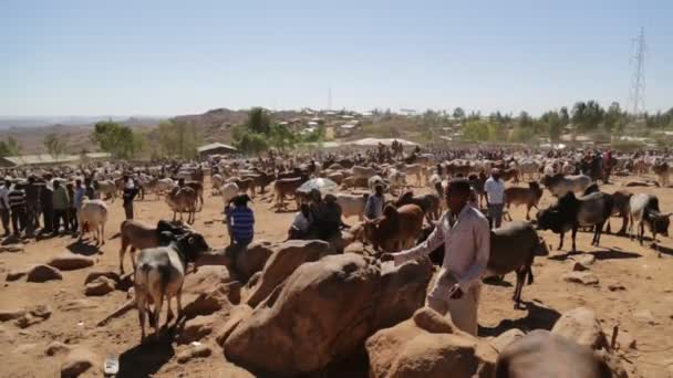 Ethiopia Babile Circa December 2017 Unidentified People Cow Market Ethiopia — Stock Video