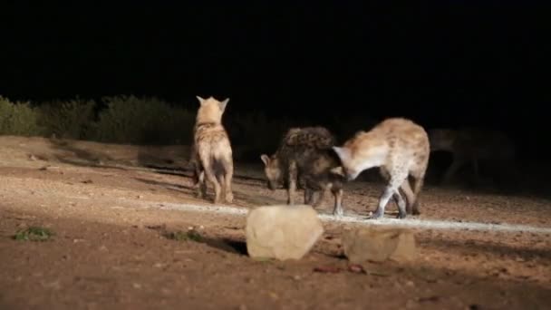 Turister Som Utfodring Hyenor Nattetid Etiopien Afrika — Stockvideo