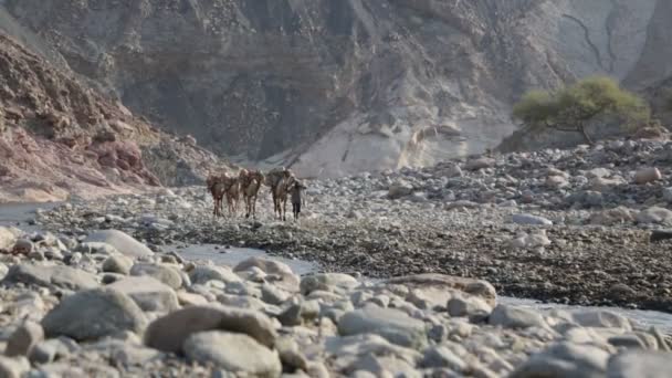 Äthiopien Danakil Januar 2018 Unbekannte Und Kamelkarawane Der Salzsee Senke — Stockvideo