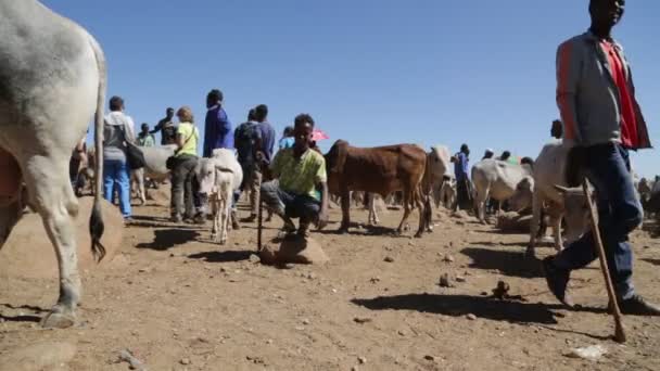 Etiopii Babile Około Grudnia 2017 Niezidentyfikowanych Ludzi Rynku Krowa Etiopii — Wideo stockowe