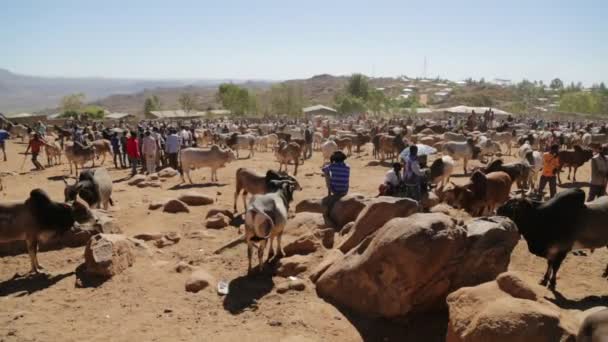 Ефіопія Babile Межах Грудня 2017 Люди Корова Ринку Ефіопії — стокове відео