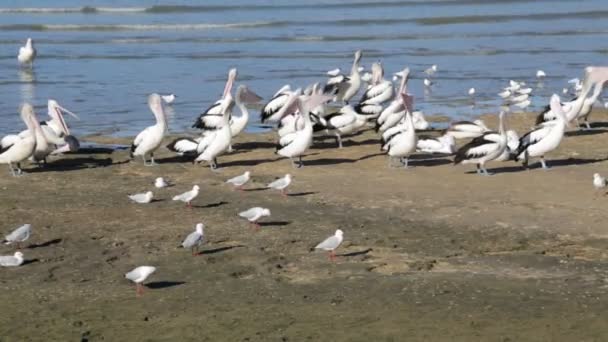 Flock Pelikaner Stranden Nära Havet Australien — Stockvideo