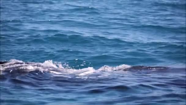 Wolny Wieloryb Oceanie Jak Pojęcie Wolności — Wideo stockowe