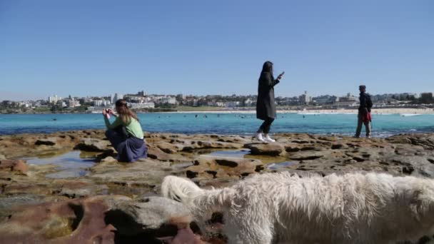 Turistas Que Descansam Praia Surfar Oceano Austrália — Vídeo de Stock