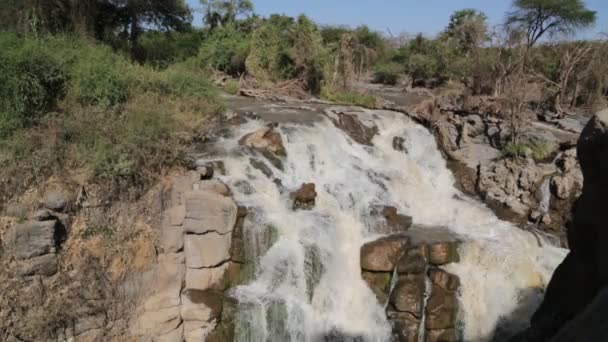 Überschwemmt Nationalpark Und Fällt Wilder Natur Äthiopien Afrika — Stockvideo