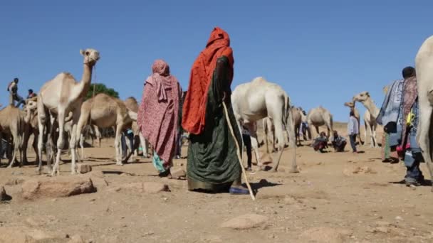 Ефіопія Babile Межах Грудня 2017 Люди Dromedary Ринку Ефіопії — стокове відео
