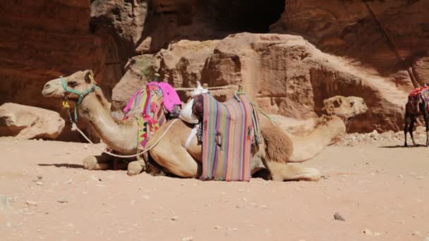 Kamelen Buurt Van Antieke Site Van Petra Jordanië — Stockvideo