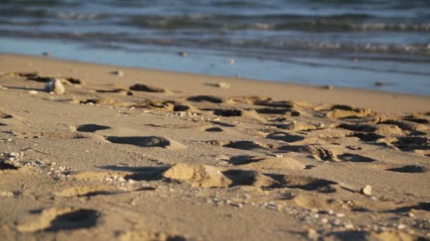 Beautiful Ocean Beach Australia — Stock Video