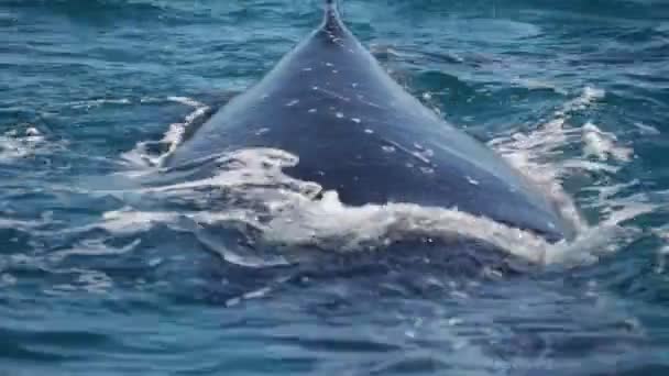 Velryba Svobodná Oceánu Jako Koncept Svobody — Stock video