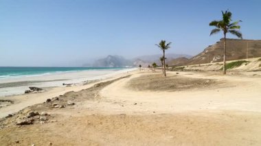 palmiye ağaçları ile okyanus plaj Rüzgar