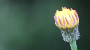 sarı Karahindiba çiçeği alan rüzgarda tarafından yeşil arka plan üzerinde hareket kapanış